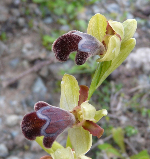 Orchidee di Creta: tra mitologia, montagne e natura, marzo 2015